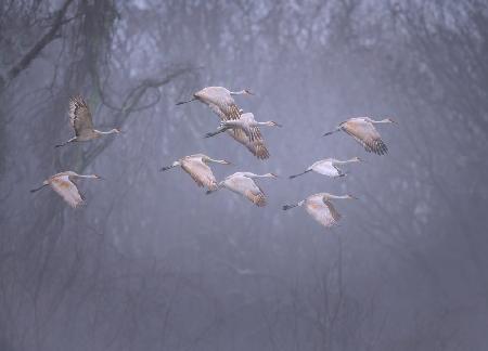 Sandhill cranes in foggy morning