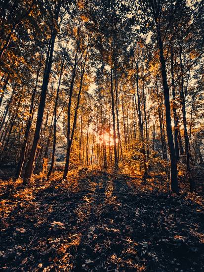 Herbstsonne im Wald bei Leipzig