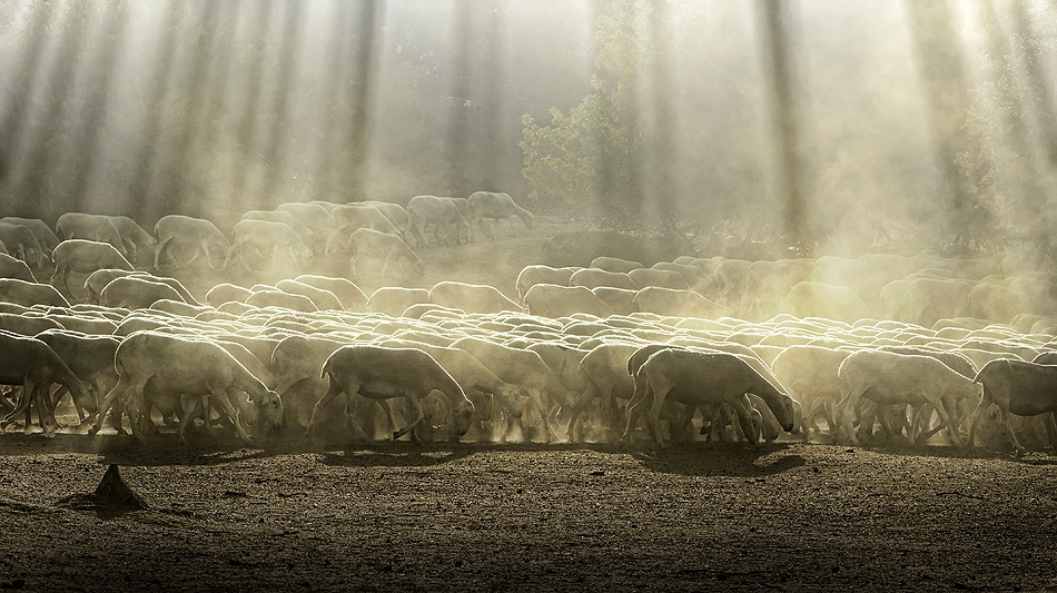 Herd sheep in the forest from Deyan Georgiev