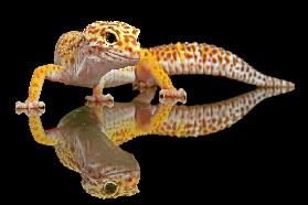 Leopard Gecko