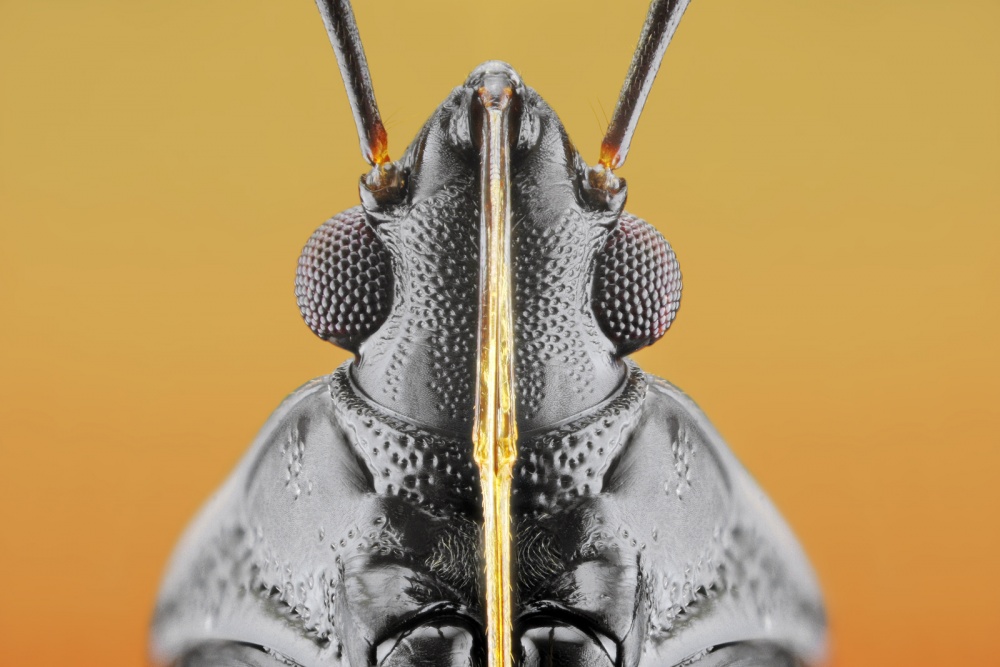 Plant Bug (Fulvius imbecilis) from Donald Jusa