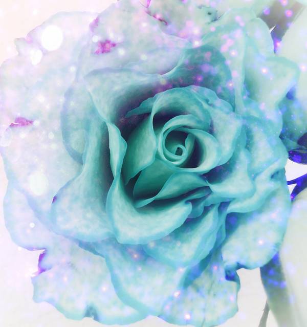 Die Rose! Königin der Blumen in voller Blüte 4 from Doris Beckmann