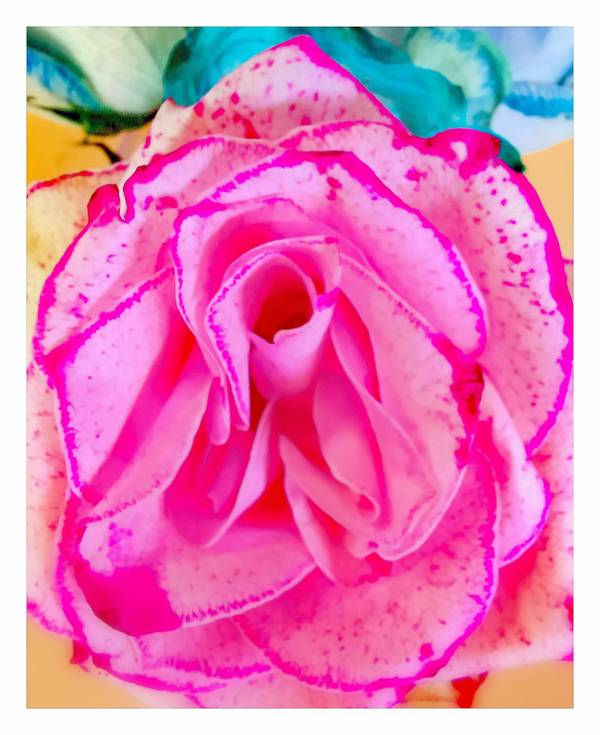 Romantic Rose from Doris Beckmann