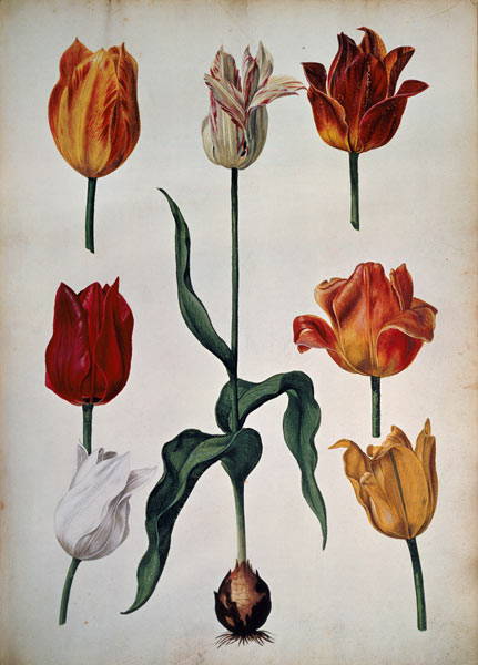 Tulips: from "Verzameling van Bloemen naar deNatuur getekend" (Collection of flowers drawn from natu from Dutch School