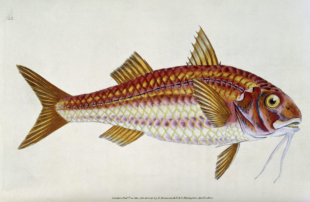 Red Mullet, Pl.12 from "The Natural History of British Fishes", pub. from E. Donovan and F. & C. Rivington