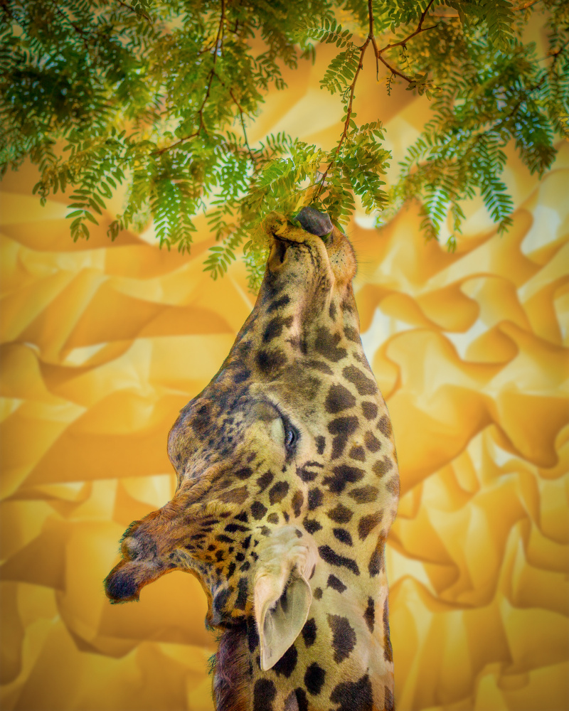 Giraffe at the Zoo from Ed Esposito