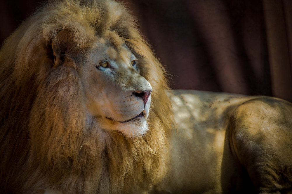 Portrait of a Lion from Ed Esposito