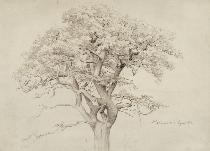 Treetop from Edmund Friedrich Kanoldt