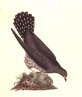 Cuckoo from 'The History of British Birds', 1799 (coloured engraving)