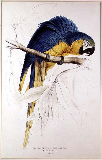 Blue and yellow Macaw from Edward Lear