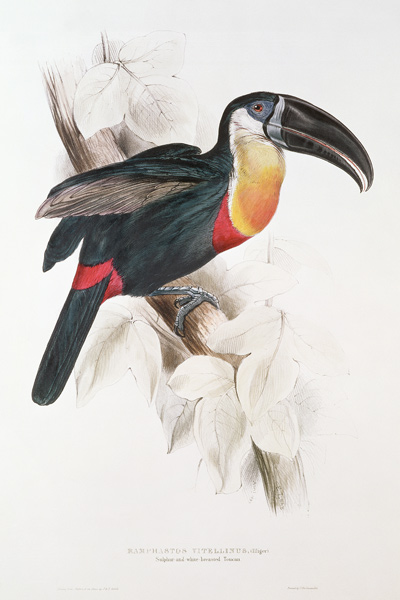 Sulphur and white breasted Toucan from Edward Lear