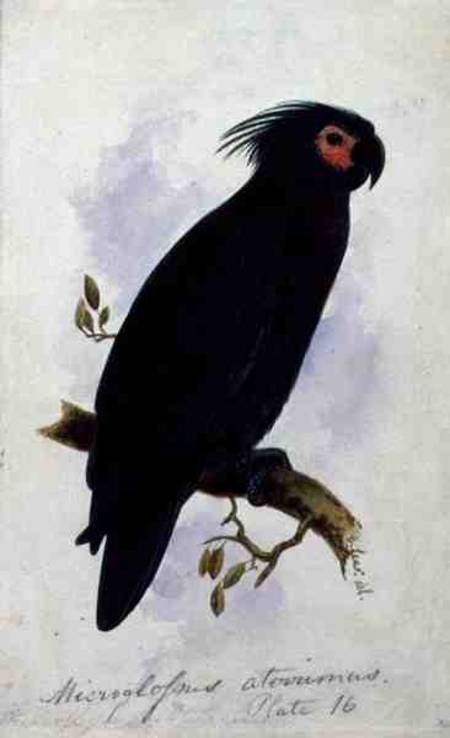 Parrot: Plate 16 from Edward Lear