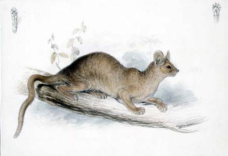 The Polecat from Edward Lear