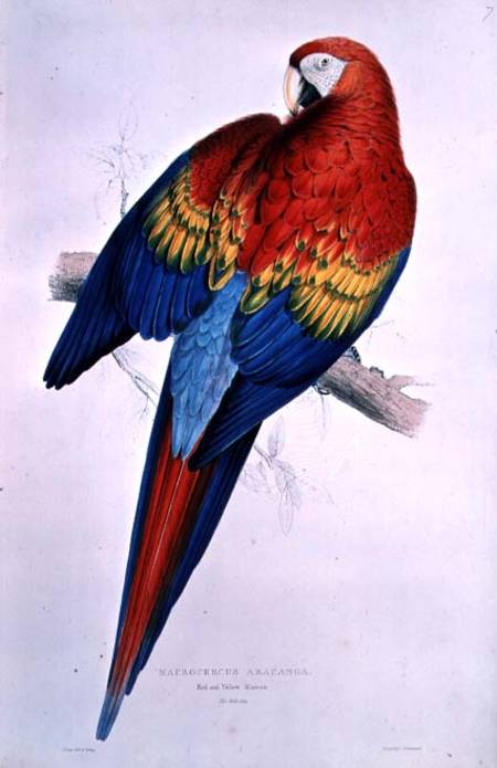 Red and Yellow Macaw (Macrocercus Arancanga) from Edward Lear