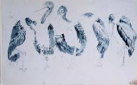 Studies of Storks