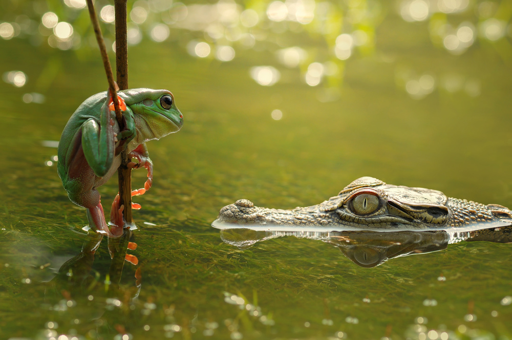 Frog and Crocodile from Edy Pamungkas