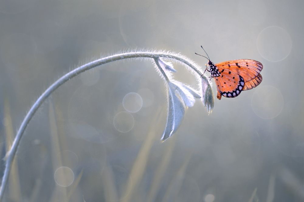 Beautiful Butterfly from Edy Pamungkas
