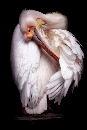 Pelicans portrait
