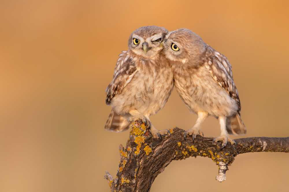 Little owl chick in a moment of brotherhood :) from Eliran Sagie