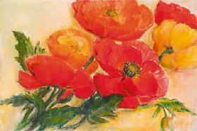 Splendid Poppies