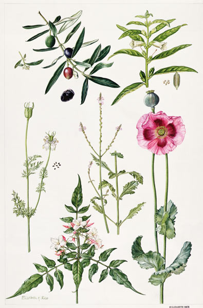 Opium Poppy and other plants (w/c)  from Elizabeth  Rice