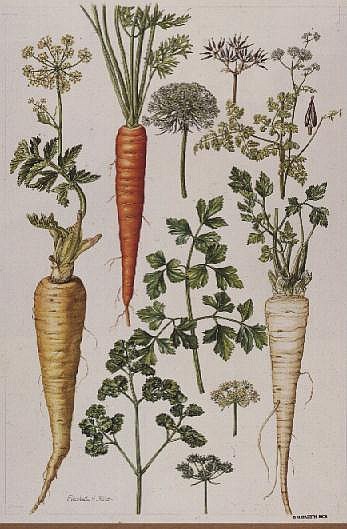 Carrot, Parsnip and Parsley (w/c)  from Elizabeth  Rice