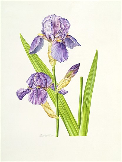 Iris (w/c)  from Elizabeth  Rice