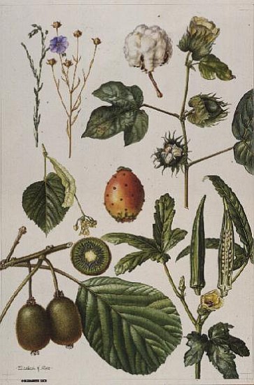 Kiwi fruit and other plants (w/c)  from Elizabeth  Rice