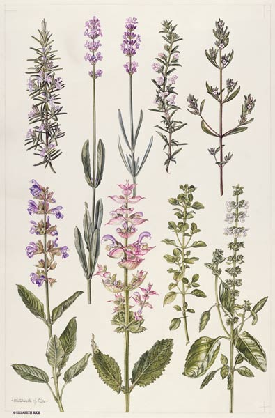 Rosemary and other herbs (w/c)  from Elizabeth  Rice