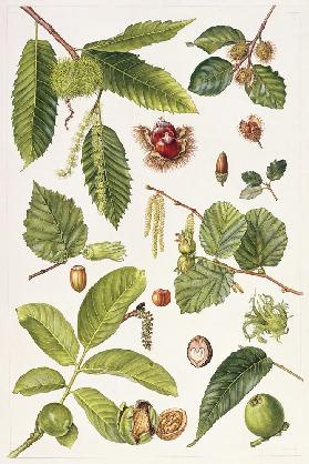 Walnut and other nut-bearing trees