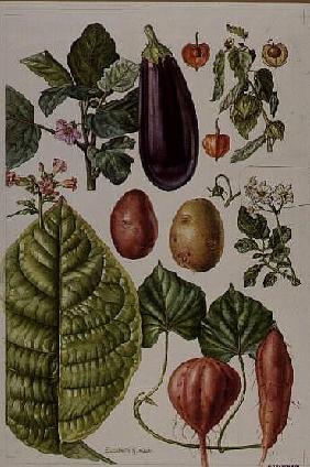 Potato, Aubergine, Tobacco and Winter Cherry (w/c) 