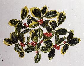 Varigated Holly or Golden King, 1994 (w/c) 