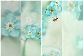 Forget me not.....