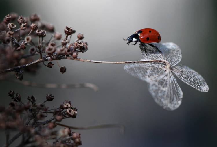 Ladybird on hydrangea. from Ellen Van Deelen