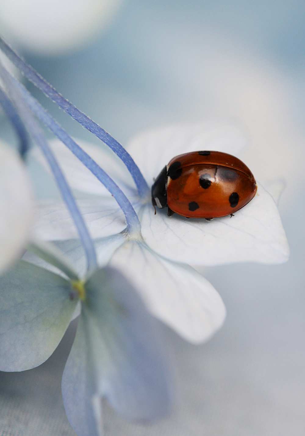 Ladybug from Ellen Van Deelen