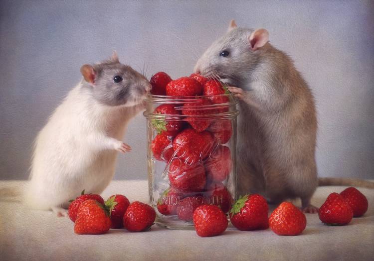 Strawberries from Ellen Van Deelen