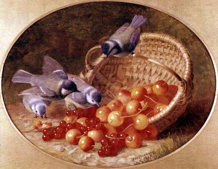 Bluetits pecking at cherries from Eloise Harriet Stannard