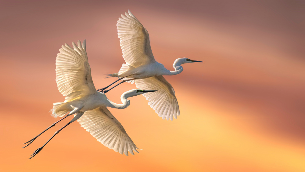 Eastern Great Egrets from Emanuel Papamanolis