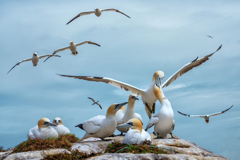 Northern gannets from Emilio Pino