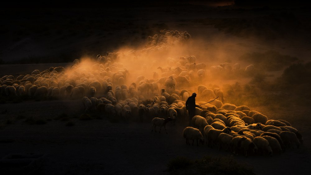 Herd of sheep from Emir Bagci