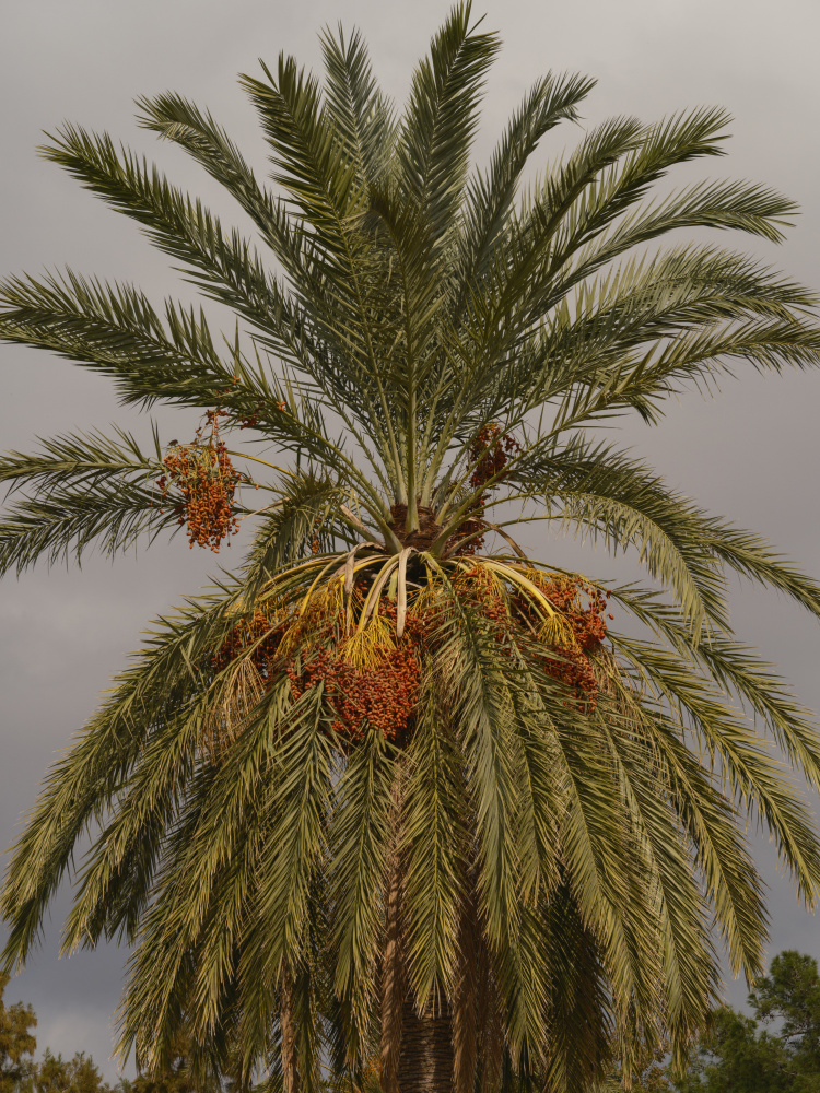 palm trees from engin akyurt
