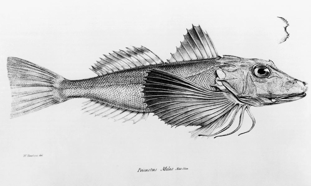 Galapagos Gurnard, plate 6 from ''The Zoology of the Voyage of H.M.S Beagle, 1832-36'' Charles Darwi from English School
