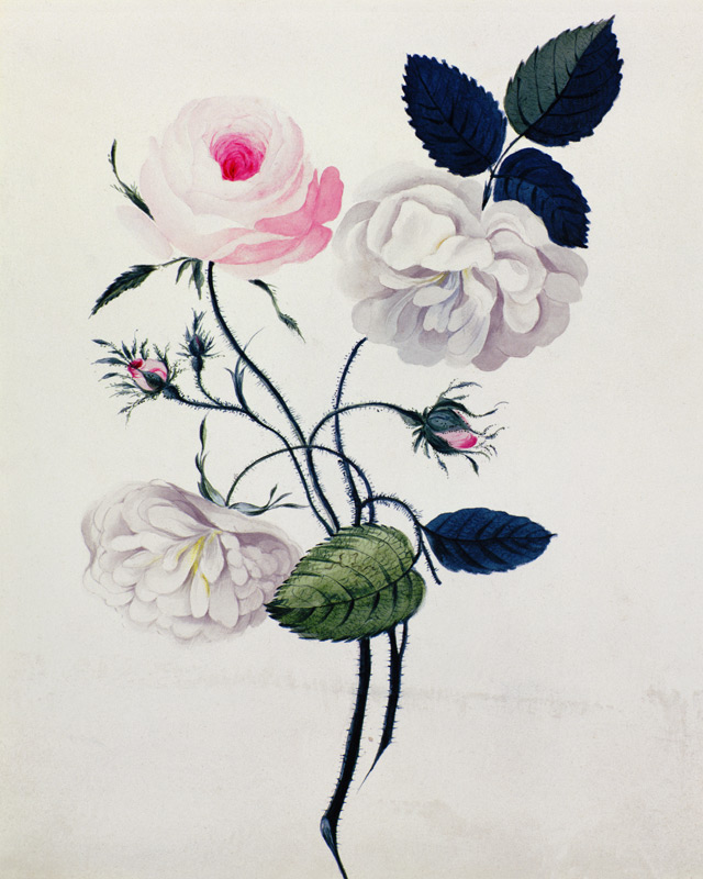 Study of White and Pink Roses from English School