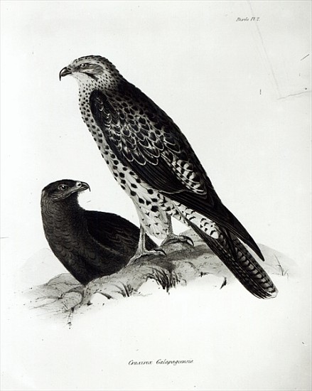 Birds of Prey, plate 2 from ''The Zoology of the Voyage of H.M.S Beagle, 1832-36'' Charles Darwin from English School