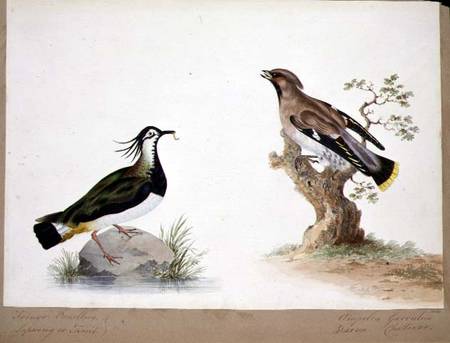 A Lapwing and a Waxwing from English School