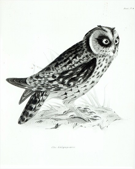 Owl after Charles Darwin from English School