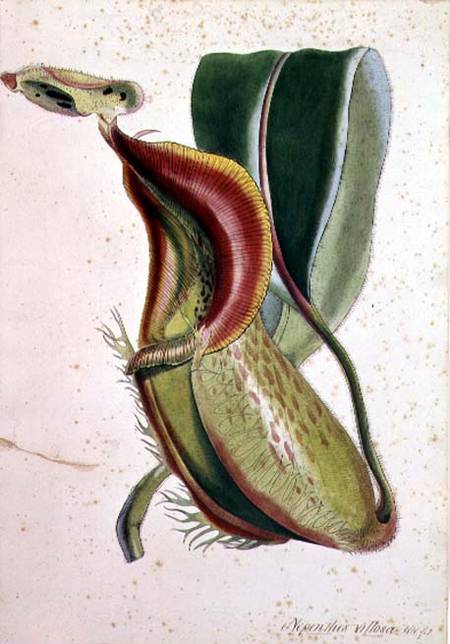 Pitcher plant: Nepenthes villosa (insect eating), signed H.K from English School