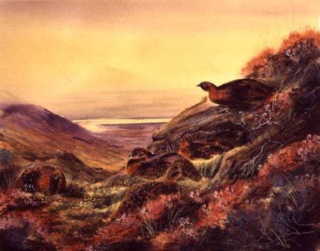 Red Grouse in Moorland from English School