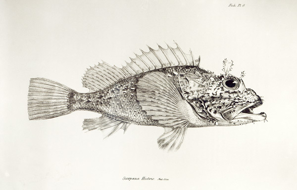 Scorpion Fish, plate 8 from ''The Zoology of the Voyage of H.M.S Beagle, 1832-36'' Charles Darwin from English School