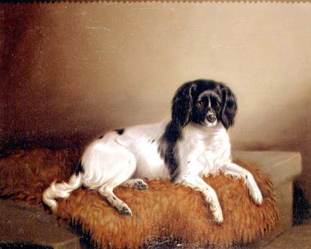 Springer Spaniel from English School